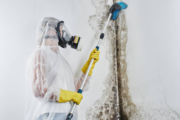 Best Black Mold Removal  in Columbia, MD
