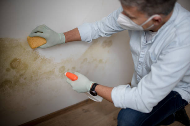 Best Home Mold Removal  in Columbia, MD