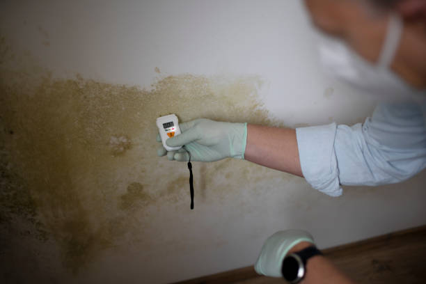 Best Mold Remediation  in Columbia, MD