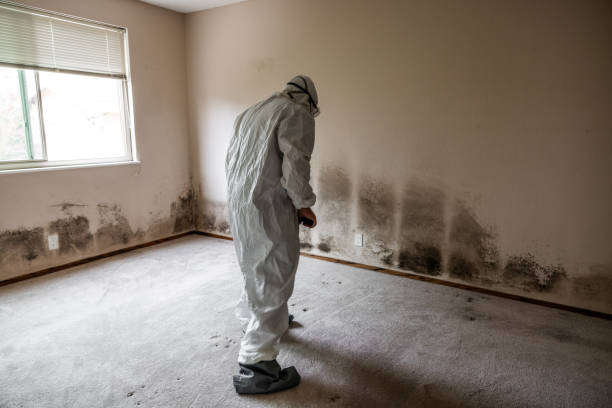 Best Attic Mold Removal  in Columbia, MD